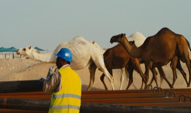 رعي للجمال بجوار خطوط الانابيب مما يعرض المرافق لخطر داهم