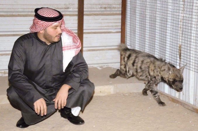 الجهيم في قفص الضبع﻿