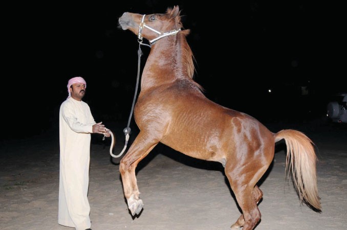 ولحظات تدريب الخيل على يد احمد الشمري﻿