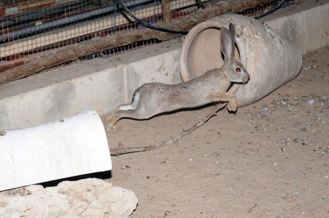 الارنب البري النادر ﻿