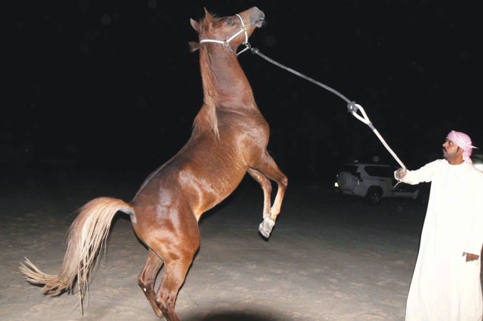 خيل عربي اصيل﻿
