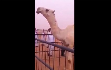 بالفيديو.. ناقة بـ 3 ملايين و200 ألف ريـال