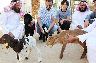 بالفيديو.. لأول مرة في السعودية .. نجاح عملية استنساخ لأجنة الأغنام 