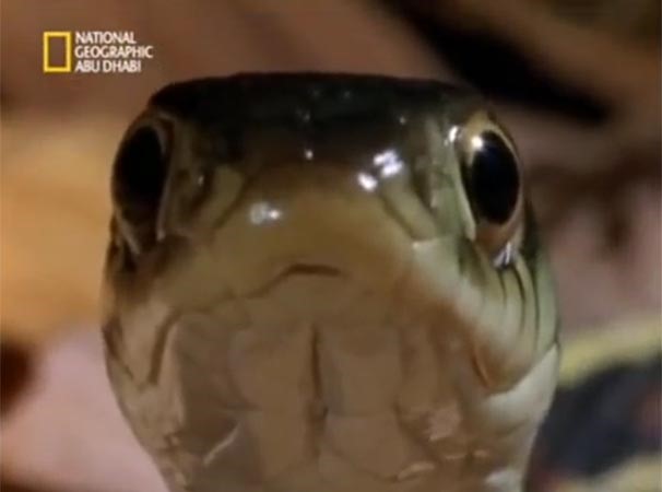 بالفيديو.. ناشيونال جيوغرافيك: الفأر الأكثر نهماً في العالم يقتل أفعى ويأكلها 