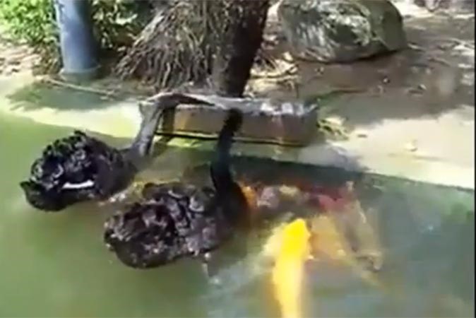 بالفيديو.. مقطع مذهل لطيور تطعم الأسماك