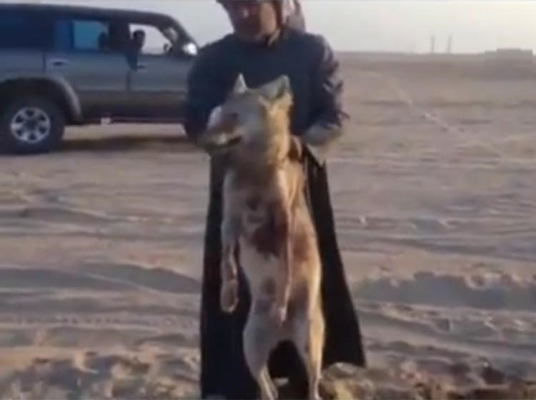 بالفيديو .. كويتي يصيد «ذيب» في بر الرتقة