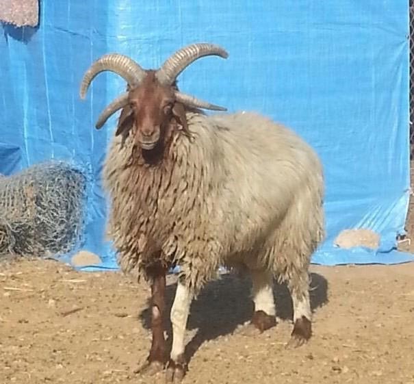 بالصور..  خروف بأربعة قرون يثير استغراب رواد سوق أغنام في السعودية