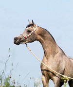 اجمل الخيول العربية تشارك في البطولة ﻿