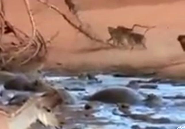 بالفيديو... قرد يقاتل لإنقاذ صغيره من قبضة تمساح 