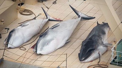 انتحار جماعي لـ39 حوتاً في نيوزيلندا 