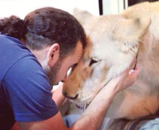 الحياة..في أحضان الأسود.. قلب الأسد.. شاهر أبوزناده يعيش مع 6 من الأسود: إنهم جزء من عائلتي