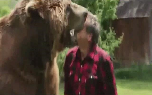 بالفيديو.. رجل مسن يلاعب دباً ضخماً