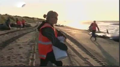 بالفيديو.. شاهد عملية انقاذ عشرات الحيتان التي ضلت طريقها 