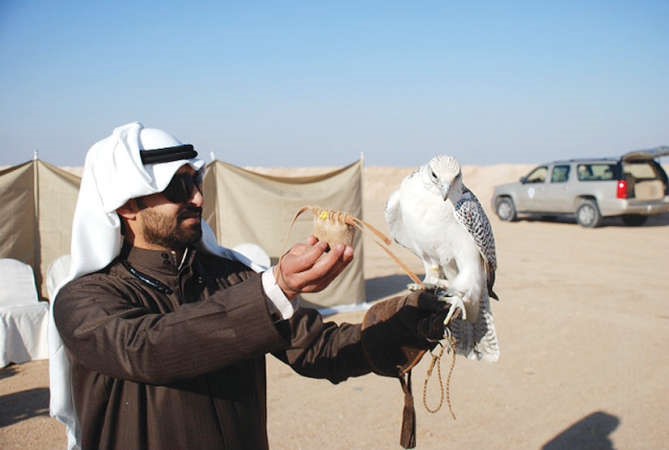  احد المشاركين في مسابقة مزاين الصقور 