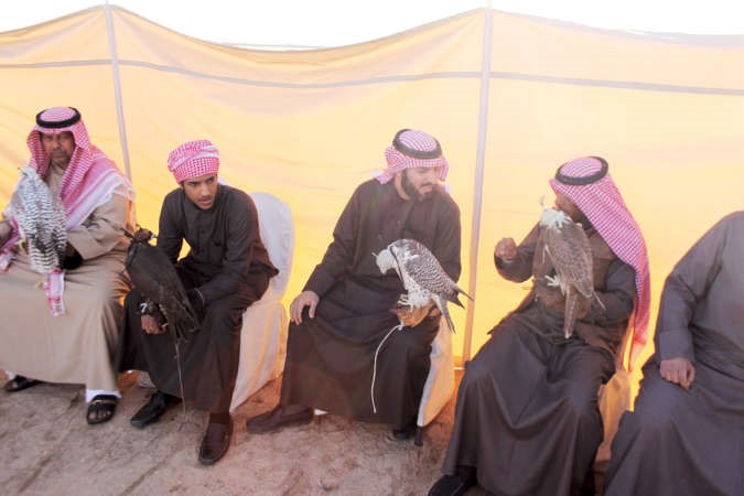 مشاركون في مسابقة السرعة للصقور ﻿