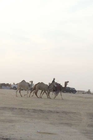 نياق مشاركة في طريقها الى مقرها ﻿