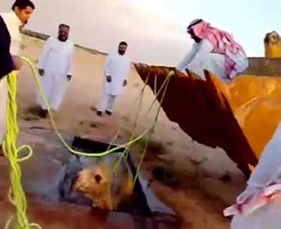 بالفيديو.. غطاسون وجرافات في محاولات فاشلة لانقاذ جمل غرق في بركة مياه بالسعودية 