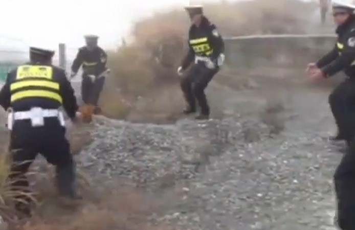 فيديو طريف .. الشرطة الصينية تطارد 3 آلاف دجاجة على طريقٍ سريع
