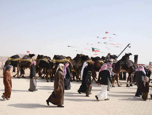 قوافل الهجن والابل خلال الاحتفال