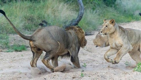 بالصور.. لبؤة توبخ الأسد الأب بسبب لعبه العنيف مع أشبالهما