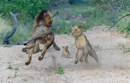 بالصور.. لبؤة توبخ الأسد الأب بسبب لعبه العنيف مع أشبالهما