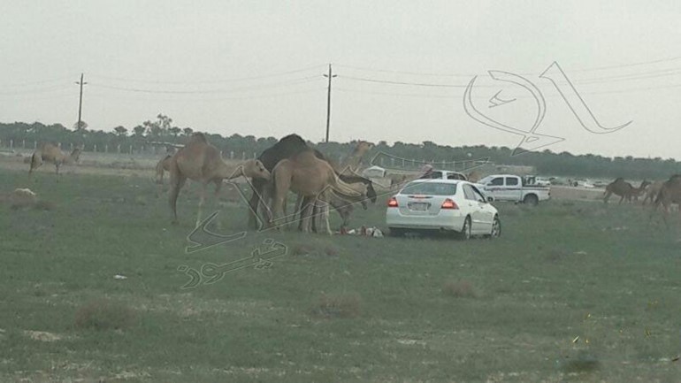 بالصور ... قطيع " إبل " يشارك أسرة في وجبة "الغداء"