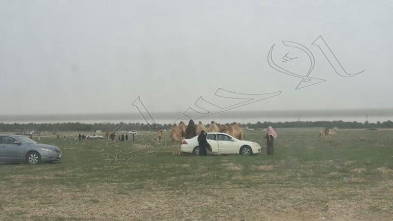 بالصور ... قطيع " إبل " يشارك أسرة في وجبة "الغداء"