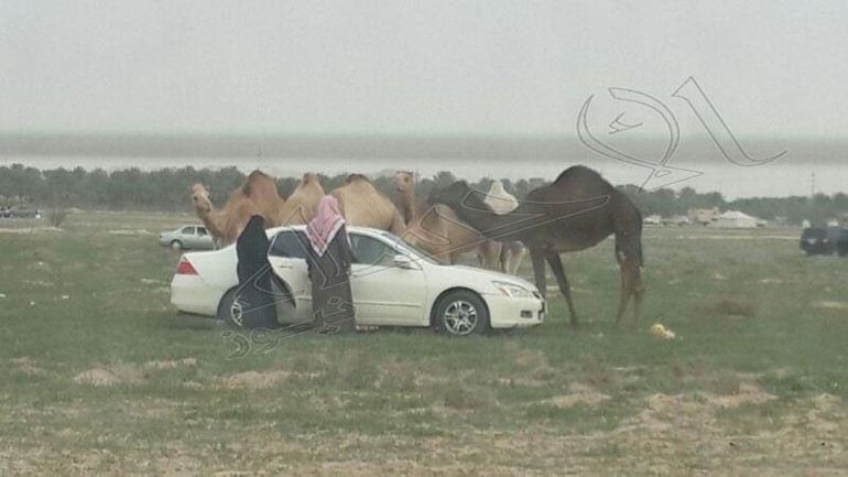 بالصور ... قطيع " إبل " يشارك أسرة في وجبة "الغداء"