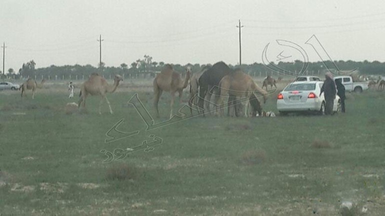 بالصور ... قطيع " إبل " يشارك أسرة في وجبة "الغداء"