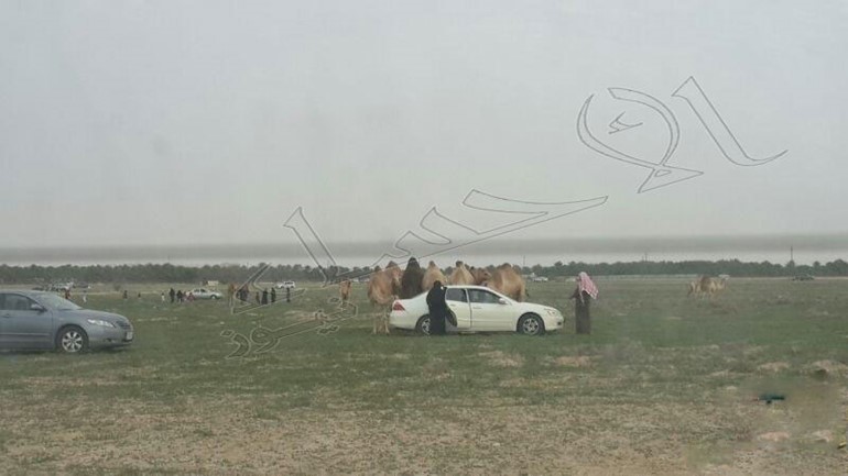 بالصور ... قطيع " إبل " يشارك أسرة في وجبة "الغداء"
