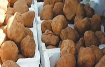 بالفيديو.. السعودية تحذر من اجتياز حدودها للبحث عن الفقع وتوقف اكثر من 700 شخص