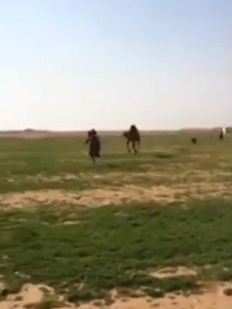 بالفيديو.. ناقة تطارد شاباً خليجياً حاول منعها من اللحاق بالقطيع