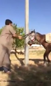 بالفيديو.. معذب الحصان : "الحصان عاصي وروضناه!