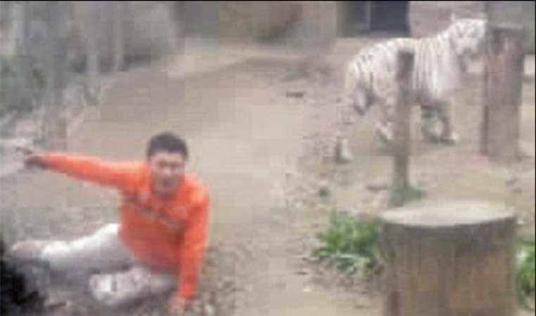 بالصور.. صيني اراد ان تفترسه النمور ولكنها رفضت