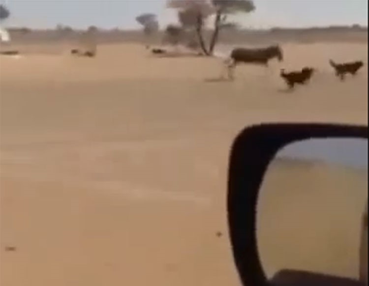 بالفيديو.. حمار يحرس مخيم بر يثير الاستغراب