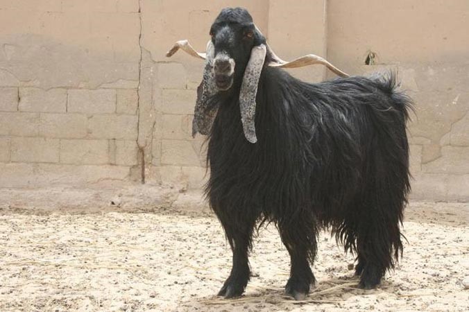 السيطرة على «تيس» في مطعم وجبات سريعة بمنطقة هدية