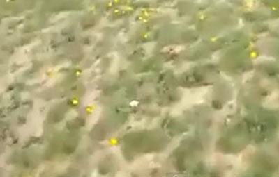بالفيديو.. فرحة هستيرية بعد العثور على مزرعة واسعة من الفقع