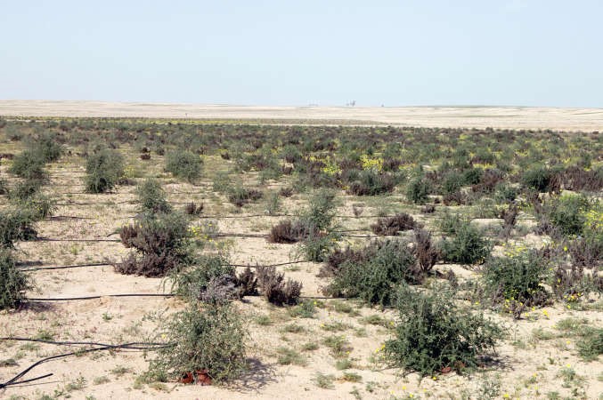 نباتات فطرية في محمية اللياح﻿