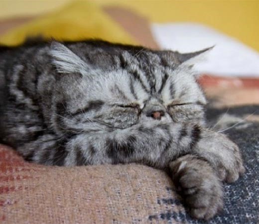 القط Smoosh