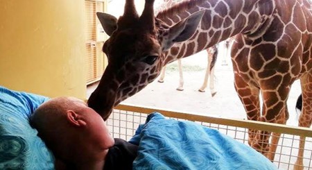 بالفيديو.. وداع مؤثر بين رجل محتضر وزرافته يلقى انتشاراً واسعاً