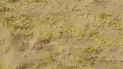 بالفيديو ... مشهد مهيب لـ 17 مليون "حورية جراد" تسير على أرض ينبع البحر