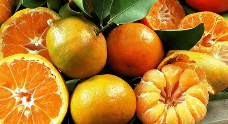 الحمضيات