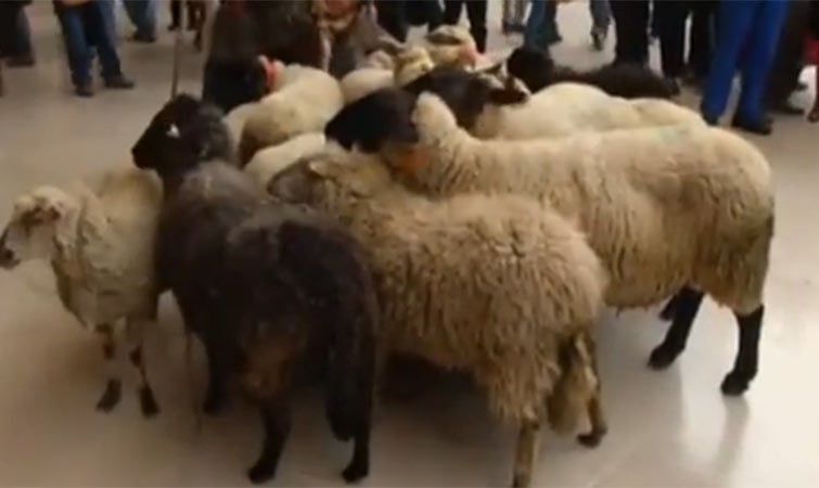 بالفيديو.. مشهد غير مسبوق.. الخراف تقتحم متحف اللوفر الباريسي 