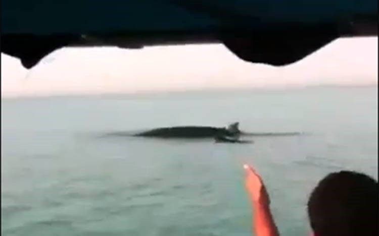 بالفيديو .. حوت ضخم يفاجئ كويتيين في بحر الخليج