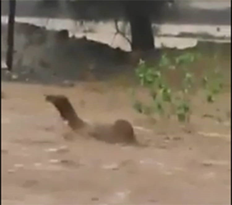 بالفيديو.. جمل تجرفه سيول الجنوب السعودية وهو يصارع الموت