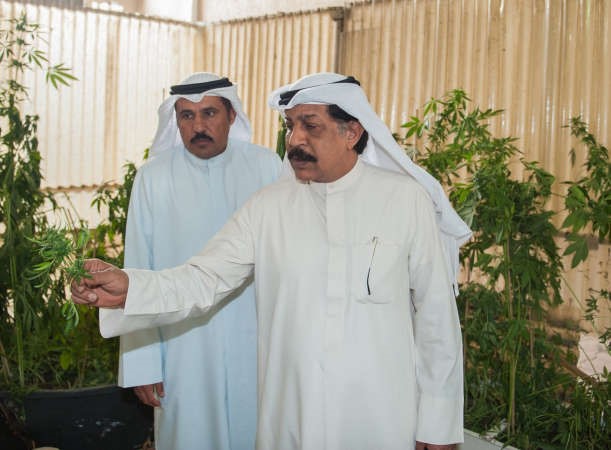 اللواء عبدالحميد العوضي والعميد صالح الغنام يعاينان مزرعة الماريغوانا