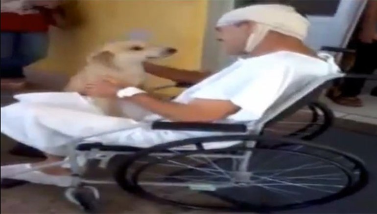 بالفيديو: كلب ينتظر صديقه 8 أيام على باب المستشفى