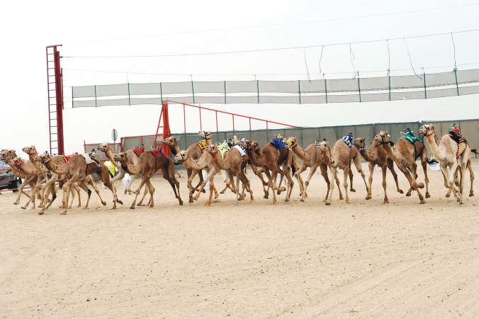 من يفوز بالسيف الذهبي اليوم﻿