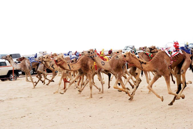 5 انتصارات لهجن الإمارات في اليوم الرابع