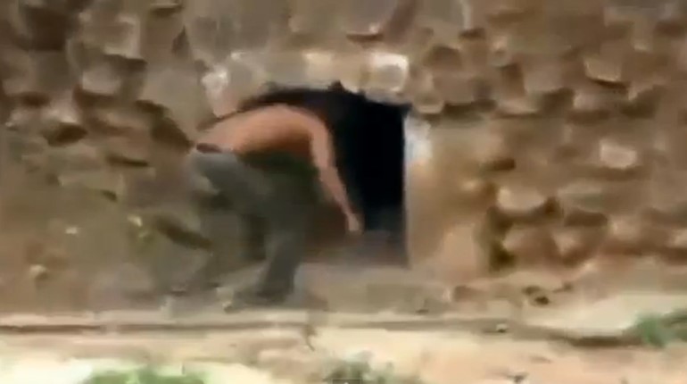 بالفيديو.. شاب "أعزل" يتحدى النمور في عقر دارها!